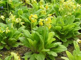 Image result for Primula veris