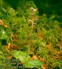 Attēlu rezultāti vaicājumam “Listera cordata fruit”