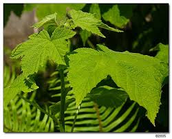 Attēlu rezultāti vaicājumam “Rubus parviflorus leaf”
