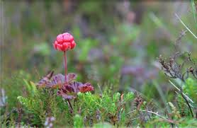 Attēlu rezultāti vaicājumam “Rubus chamaemorus flower”