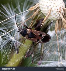 Image result for Rhyparochromus