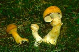 Attēlu rezultāti vaicājumam “Phaeolepiota aurea”