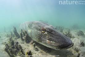 Attēlu rezultāti vaicājumam “Esox lucius”