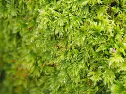 Attēlu rezultāti vaicājumam “Isothecium myosuroides”