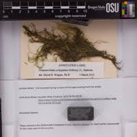 Attēlu rezultāti vaicājumam “Drepanocladus polygamus”