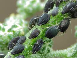 Attēlu rezultāti vaicājumam “Aphis fabae”