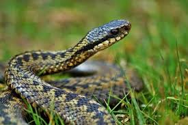 Image result for Sutton Vipers