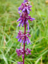 Attēlu rezultāti vaicājumam “Salvia verticillata”