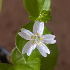 Attēlu rezultāti vaicājumam “Claytonia sibirica flower”