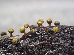 Attēlu rezultāti vaicājumam “Physarum auriscalpium young”