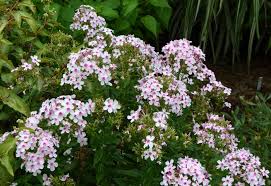Image result for Phlox paniculata `Bright Eyes`