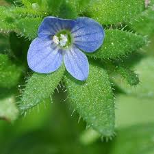 Attēlu rezultāti vaicājumam “Veronica arvensis”