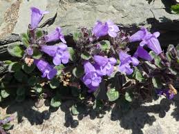 Attēlu rezultāti vaicājumam “Acinos arvensis leaf”