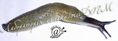 Attēlu rezultāti vaicājumam “Krynickillus melanocephalus”