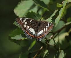 Attēlu rezultāti vaicājumam “Limenitis populi upperside”