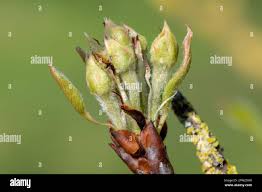 Attēlu rezultāti vaicājumam “Pyrus communis bud”