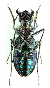 Attēlu rezultāti vaicājumam “Cicindela sylvatica”