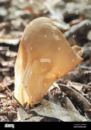 Attēlu rezultāti vaicājumam “Helvella acetabulum”