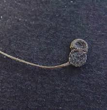 Attēlu rezultāti vaicājumam “Galium trifidum”