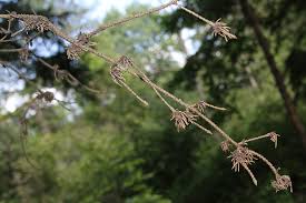 Attēlu rezultāti vaicājumam “Adelges laricis nymph”