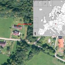 Attēlu rezultāti vaicājumam “Tetanops myopina”