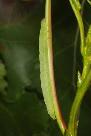 Attēlu rezultāti vaicājumam “Colobochyla salicalis”