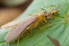 Attēlu rezultāti vaicājumam “Plecoptera”