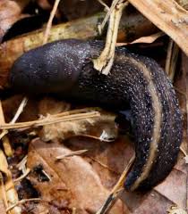 Attēlu rezultāti vaicājumam “Limax cinereoniger”
