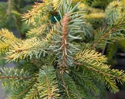 Attēlu rezultāti vaicājumam “Picea abies fo. virgata fruit”