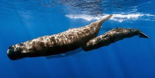Image result for Physeter macrocephalus