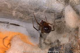 Attēlu rezultāti vaicājumam “Steatoda grossa”