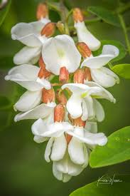 Attēlu rezultāti vaicājumam “Robinia pseudoacacia flower”