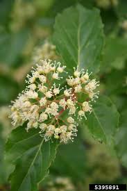 Attēlu rezultāti vaicājumam “Acer tataricum”