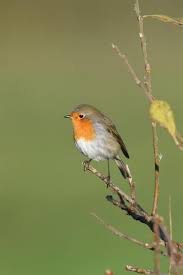 Attēlu rezultāti vaicājumam “Erithacus rubecula”
