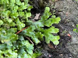 Attēlu rezultāti vaicājumam “Conocephalum”