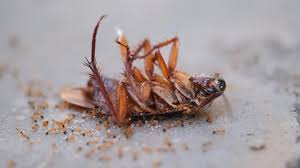 Attēlu rezultāti vaicājumam “Scardia boletella pupa”