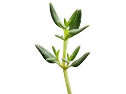 Attēlu rezultāti vaicājumam “Thymus vulgaris leaf”