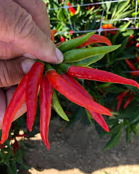 Afbeeldingsresultaat voor chili maya hot pepper hot pepper