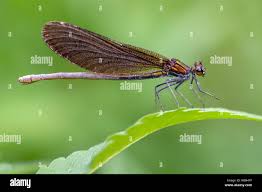 Attēlu rezultāti vaicājumam “Calopteryx virgo female”