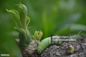 Attēlu rezultāti vaicājumam “Craniophora ligustri larva”