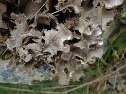 Attēlu rezultāti vaicājumam “Peltigera canina”