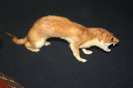 Attēlu rezultāti vaicājumam “Mustela erminea”