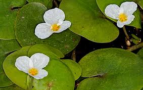 Attēlu rezultāti vaicājumam “Hydrocharitaceae”