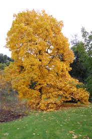 Attēlu rezultāti vaicājumam “Carya”