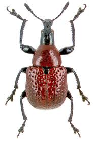 Attēlu rezultāti vaicājumam “Attelabidae”