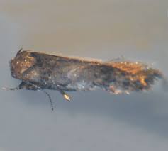 Attēlu rezultāti vaicājumam “Gelechia scotinella”