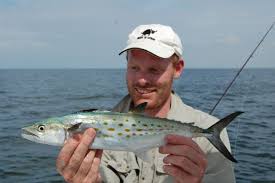 Image result for Scomberomorus maculatus