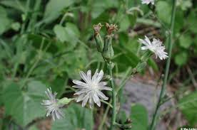 Attēlu rezultāti vaicājumam “Lactuca tatarica leaf”