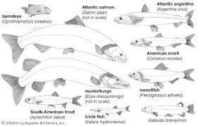 Image result for Osmerus mordax