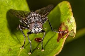 Attēlu rezultāti vaicājumam “Sarcophagidae”